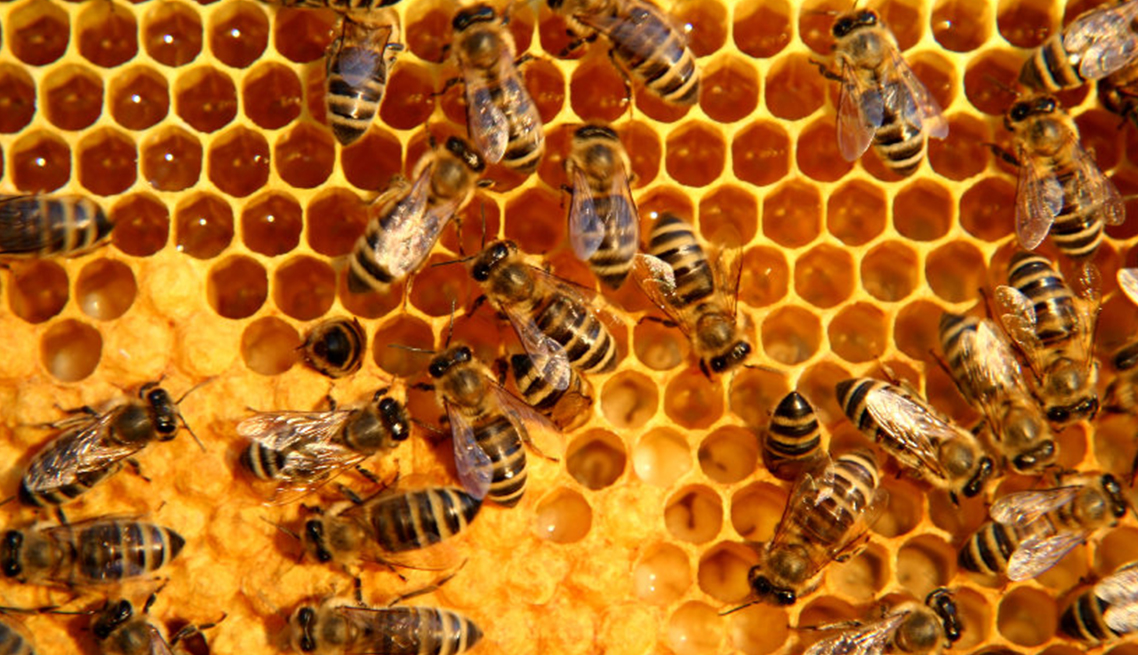 Honeycomb Treatment
