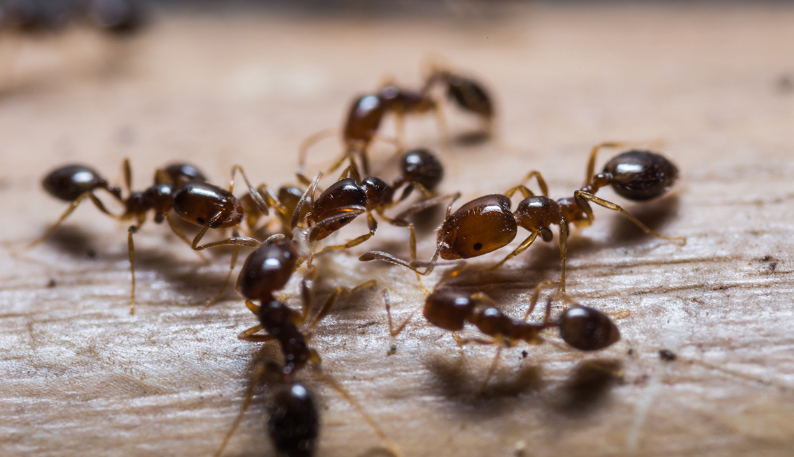 Ant Control